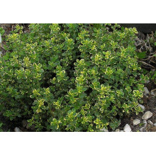 Чебрець лимонний Донна Валлей / Тим’ян | Thymus citriodorus Doone Valley | Тимьян лимонный Донна Валлей / Чабрец