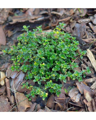 Чебрець лимонний Донна Валлей / Тим’ян | Thymus citriodorus Doone Valley | Тимьян лимонный Донна Валлей / Чабрец
