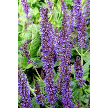 Шавлія лікарська | Шалфей лекарственный | Salvia officinalis