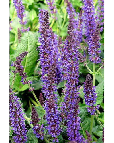 Шавлія лікарська | Шалфей лекарственный | Salvia officinalis
