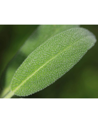 Шавлія лікарська | Шалфей лекарственный | Salvia officinalis