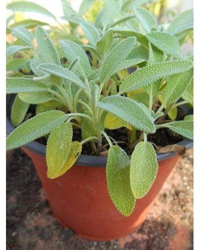 Шавлія лікарська | Шалфей лекарственный | Salvia officinalis