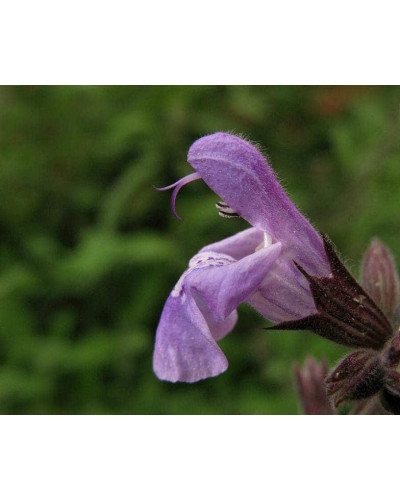 Шавлія лікарська | Шалфей лекарственный | Salvia officinalis
