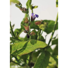 Шавлія лікарська | Шалфей лекарственный | Salvia officinalis