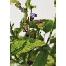 Шавлія лікарська | Шалфей лекарственный | Salvia officinalis