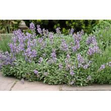 Шавлія лікарська | Шалфей лекарственный | Salvia officinalis