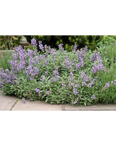 Шавлія лікарська | Шалфей лекарственный | Salvia officinalis