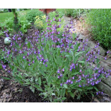 Шавлія лікарська | Шалфей лекарственный | Salvia officinalis