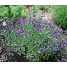 Шавлія лікарська | Шалфей лекарственный | Salvia officinalis