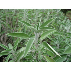 Шавлія лікарська | Шалфей лекарственный | Salvia officinalis