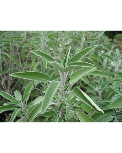 Шавлія лікарська | Шалфей лекарственный | Salvia officinalis