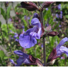 Шавлія лікарська | Шалфей лекарственный | Salvia officinalis