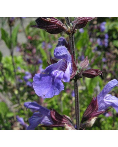 Шавлія лікарська | Шалфей лекарственный | Salvia officinalis