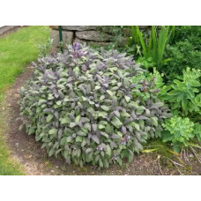 Шавлія лікарська | Шалфей лекарственный | Salvia officinalis