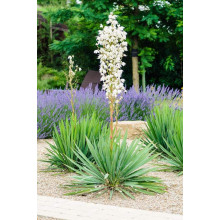 Юка нитчаста | Юкка нитчатая | Yucca filamentosa