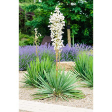 Юка нитчаста | Юкка нитчатая | Yucca filamentosa