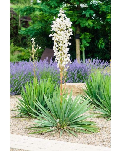 Юка нитчаста | Юкка нитчатая | Yucca filamentosa