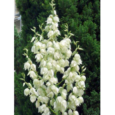 Юка нитчаста | Юкка нитчатая | Yucca filamentosa