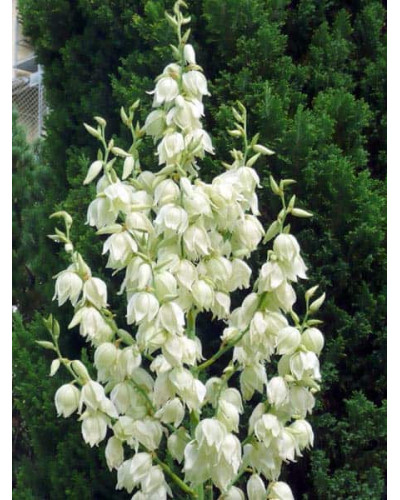 Юка нитчаста | Юкка нитчатая | Yucca filamentosa