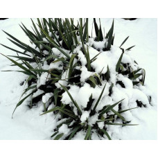 Юка нитчаста | Юкка нитчатая | Yucca filamentosa