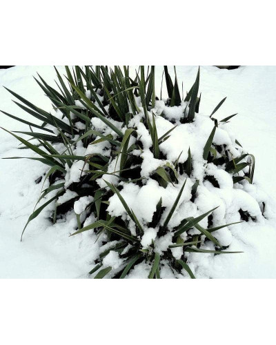 Юка нитчаста | Юкка нитчатая | Yucca filamentosa