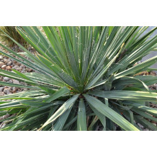 Юка нитчаста | Юкка нитчатая | Yucca filamentosa