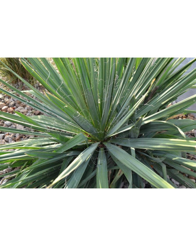 Юка нитчаста | Юкка нитчатая | Yucca filamentosa