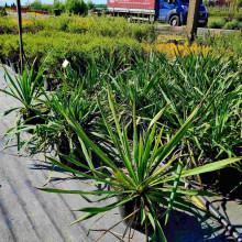 Юка нитчаста | Юкка нитчатая | Yucca filamentosa