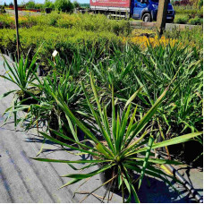 Юка нитчаста | Юкка нитчатая | Yucca filamentosa