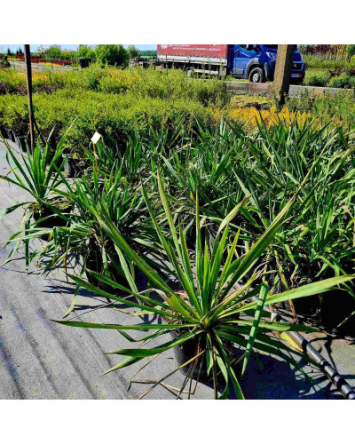 Юка нитчаста | Юкка нитчатая | Yucca filamentosa