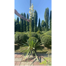 Юка нитчаста | Юкка нитчатая | Yucca filamentosa