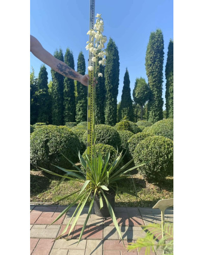 Юка нитчаста | Юкка нитчатая | Yucca filamentosa