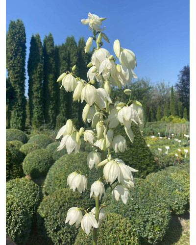 Юка нитчаста | Юкка нитчатая | Yucca filamentosa
