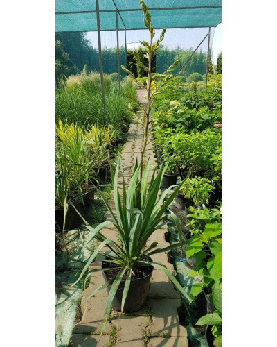 Юка нитчаста | Юкка нитчатая | Yucca filamentosa