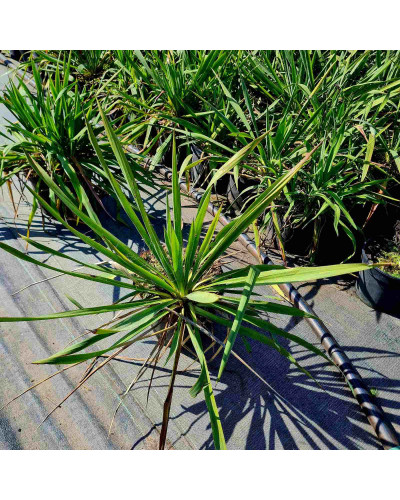 Юка нитчаста | Юкка нитчатая | Yucca filamentosa