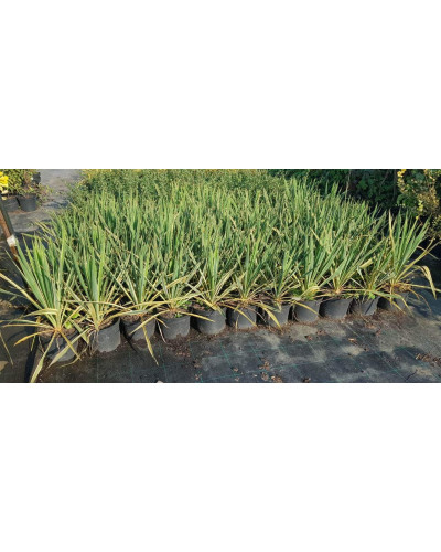 Юка нитчаста | Юкка нитчатая | Yucca filamentosa