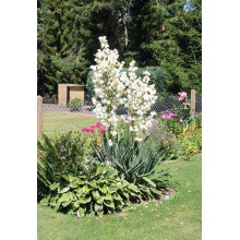 Юка нитчаста | Юкка нитчатая | Yucca filamentosa