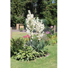 Юка нитчаста | Юкка нитчатая | Yucca filamentosa