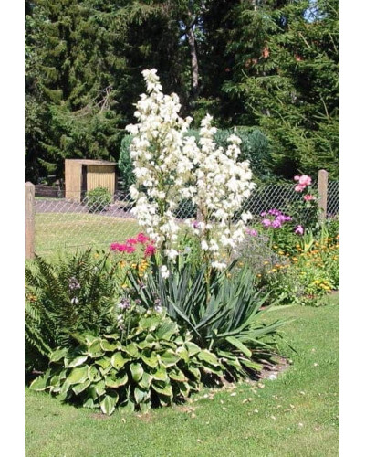 Юка нитчаста | Юкка нитчатая | Yucca filamentosa