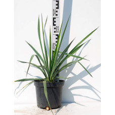 Юка нитчаста | Юкка нитчатая | Yucca filamentosa