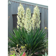 Юка нитчаста | Юкка нитчатая | Yucca filamentosa