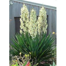 Юка нитчаста | Юкка нитчатая | Yucca filamentosa