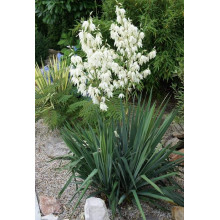 Юка нитчаста | Юкка нитчатая | Yucca filamentosa