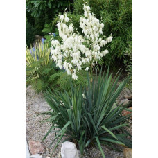 Юка нитчаста | Юкка нитчатая | Yucca filamentosa