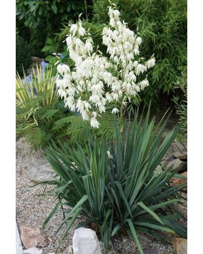 Юка нитчаста | Юкка нитчатая | Yucca filamentosa
