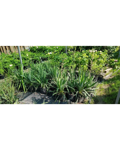 Юка нитчаста | Юкка нитчатая | Yucca filamentosa
