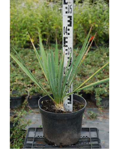 Юка нитчаста | Юкка нитчатая | Yucca filamentosa