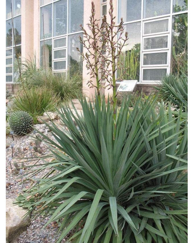 Юка нитчаста | Юкка нитчатая | Yucca filamentosa