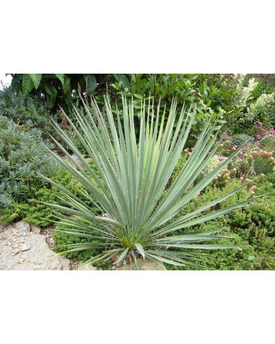 Юка нитчаста | Юкка нитчатая | Yucca filamentosa