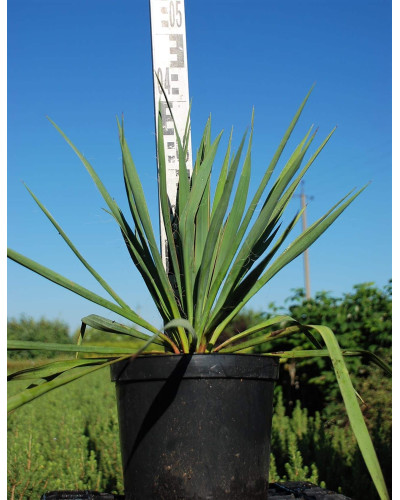 Юка нитчаста | Юкка нитчатая | Yucca filamentosa